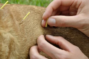 Acupuncture for senior dogs with joint pain