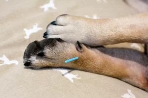 How Acupuncture Can Improve the Mobility and Comfort of Senior Dogs With Joint Pain
